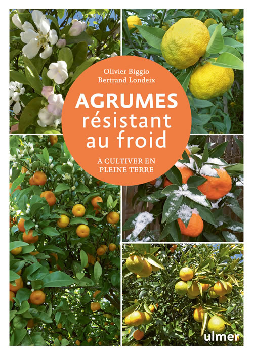 Guide Citronnier en Pot et Pleine Terre : Planter, Entretenir, Tailler